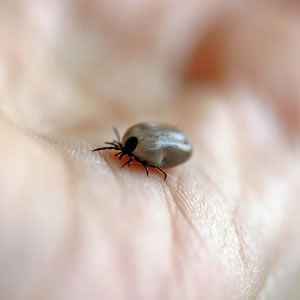 Tick Awareness Week - What Are Ticks?